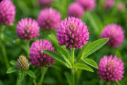 Red Clover