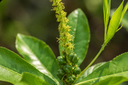 Stillingia Root