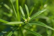 Cleavers Aerial Parts
